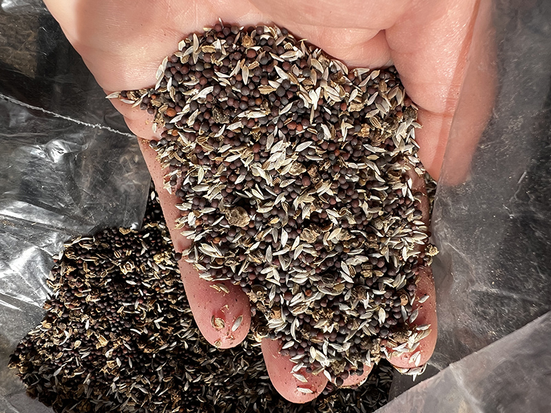cover crop Brie Arthur seed2