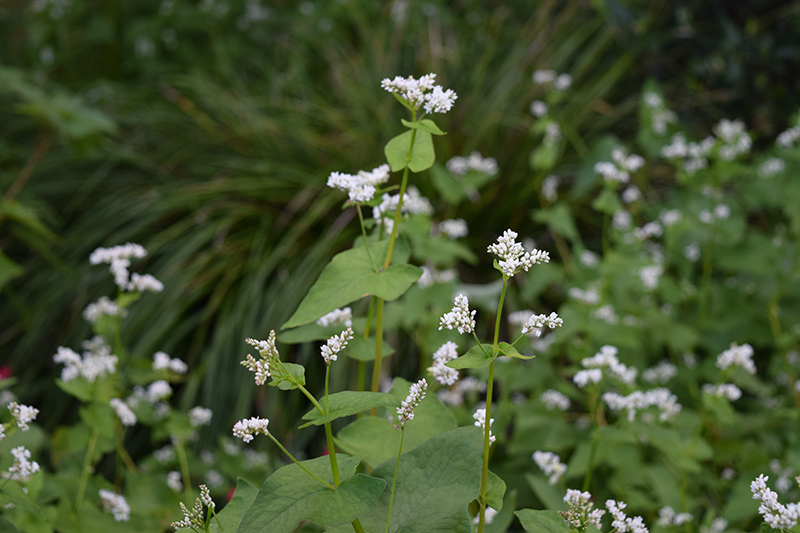 cover_crop_buckwheat
