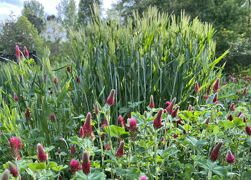 cover_crop_crimson_clover
