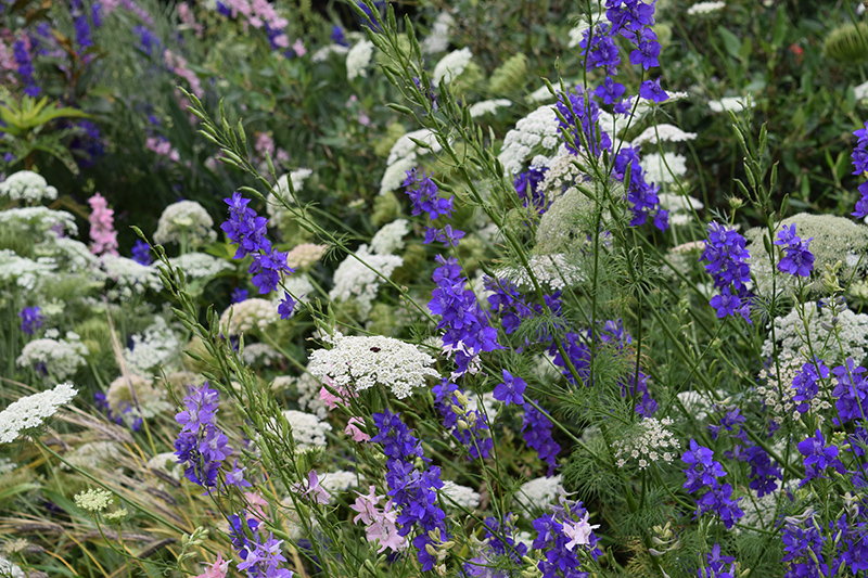cover_crop_larkspur queen annes lace
