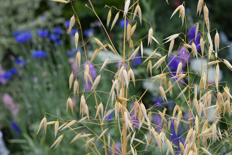 cover_crop_oats