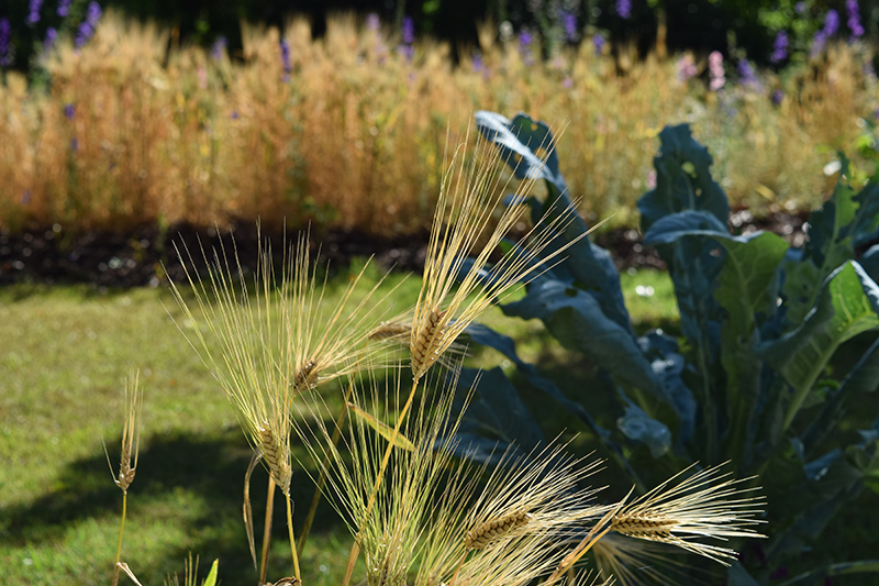 cover_crop_wheat