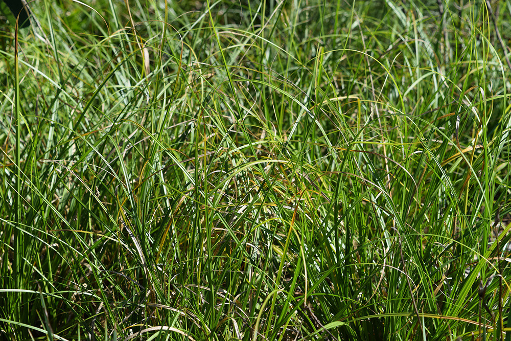 Native-Plant-Garden-Evaluations-Sedges-Carex