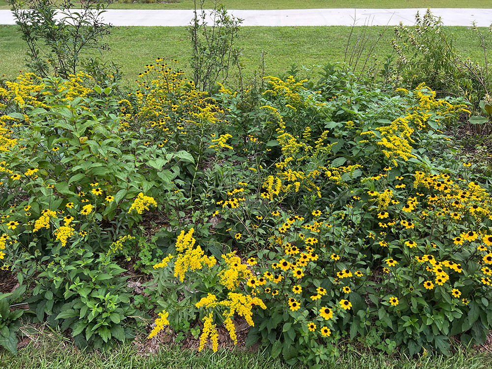Native-Plant-Garden-Evaluations-Solidago-Rudbekia