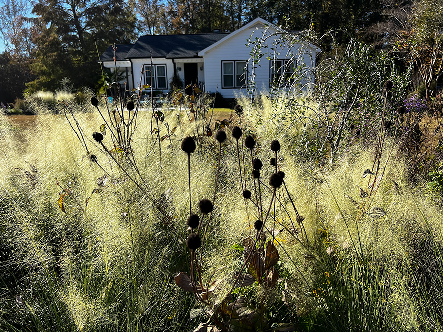 native-grasses-white-muhly-Soil3-Brie-Arthur