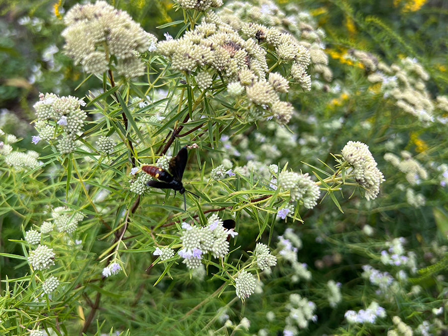 native-perennial-Mountain-Mint-Soil3-blog-Brie-Arthur