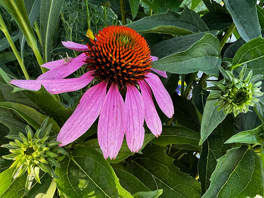 native-perennial-echinacea-purpurea-Soil3-blog-Brie-Arthur