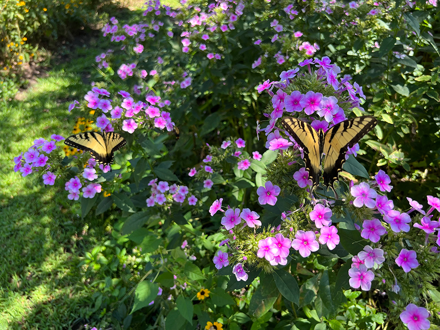 native-perennial-phlox-bright-eyes-Soil3-blog-Brie-Arthur