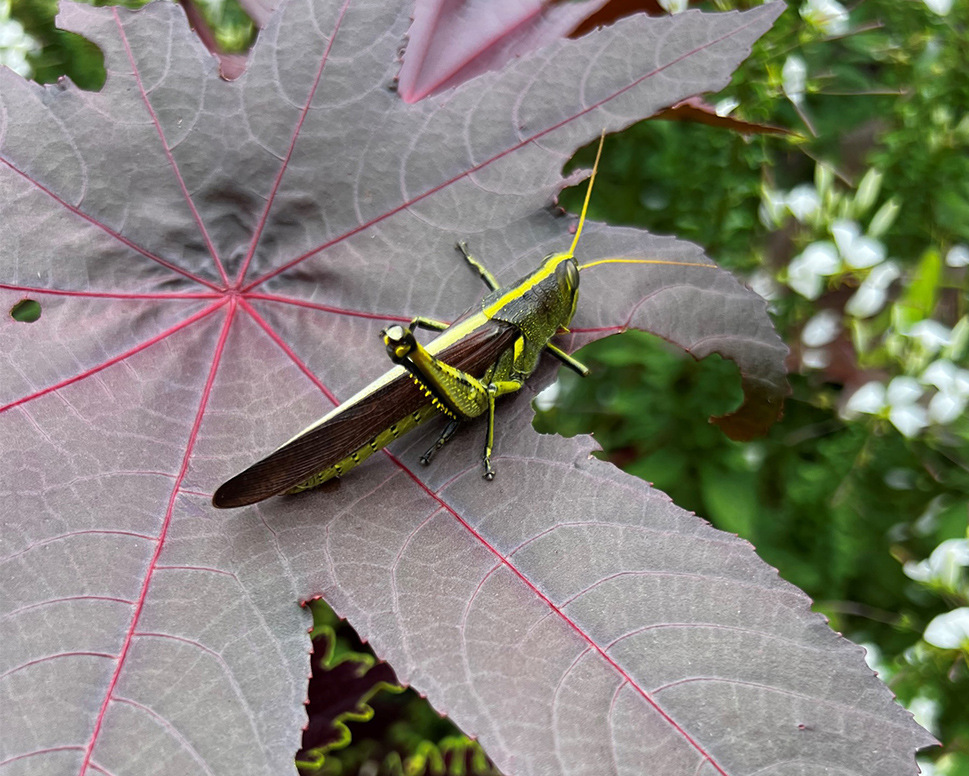Organic-Insect-Control-for-Gardens grasshopper