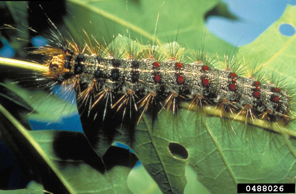 Organic-Insect-Control-for-Gardens-Spongy-Moth-caterpillar-web