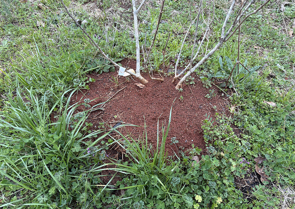 Organic-Insect-Control-for-Gardens-fire-ant-mound-web