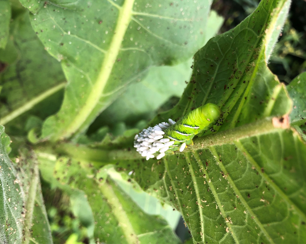Organic-Insect-Control-for-Gardens-hornworm