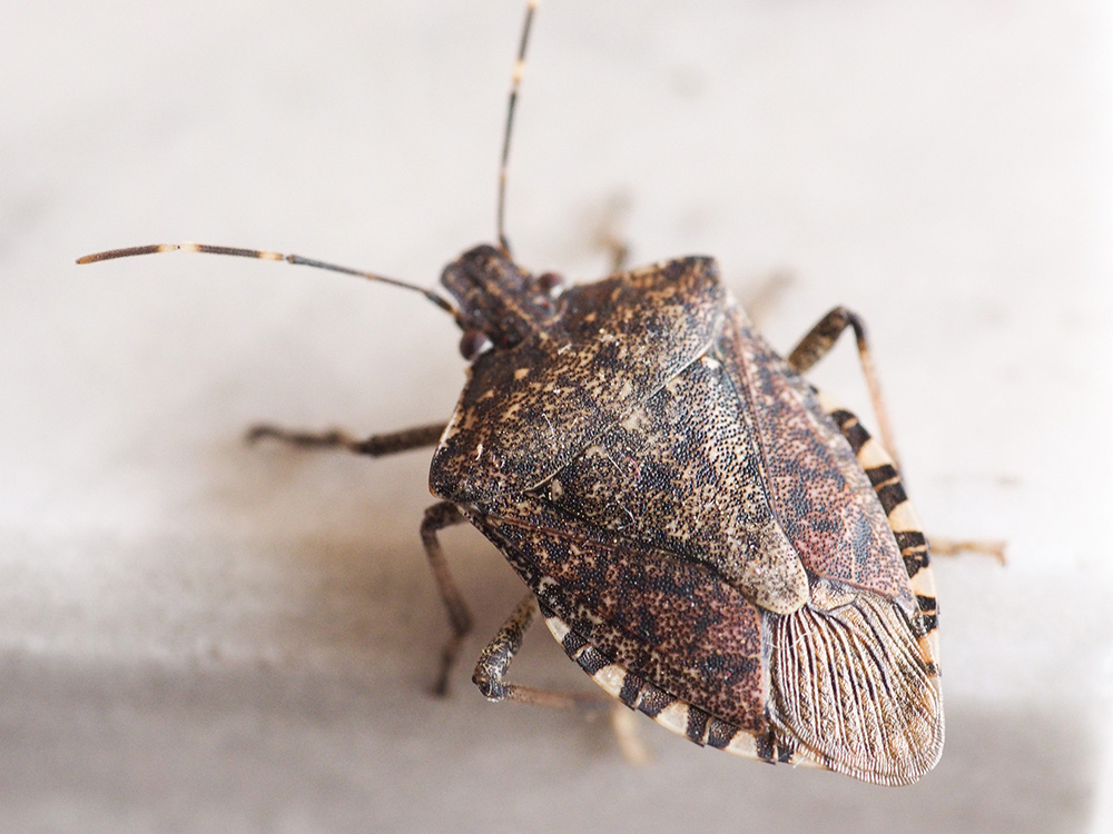 Organic-Insect-Control-for-Gardens-stink-bug-web
