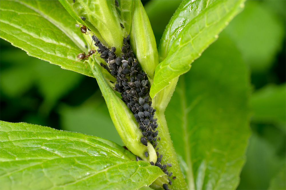 Organic-Insect-Control-for-Gardensaphidsweb