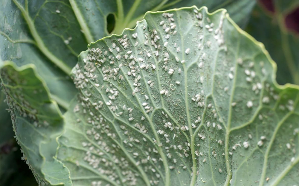 Organic-Insect-Control-for-Gardenswhitefliesweb