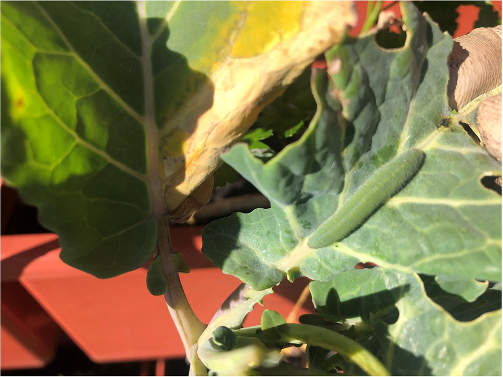 organic-caterpillar-control-cabbage-worm-web