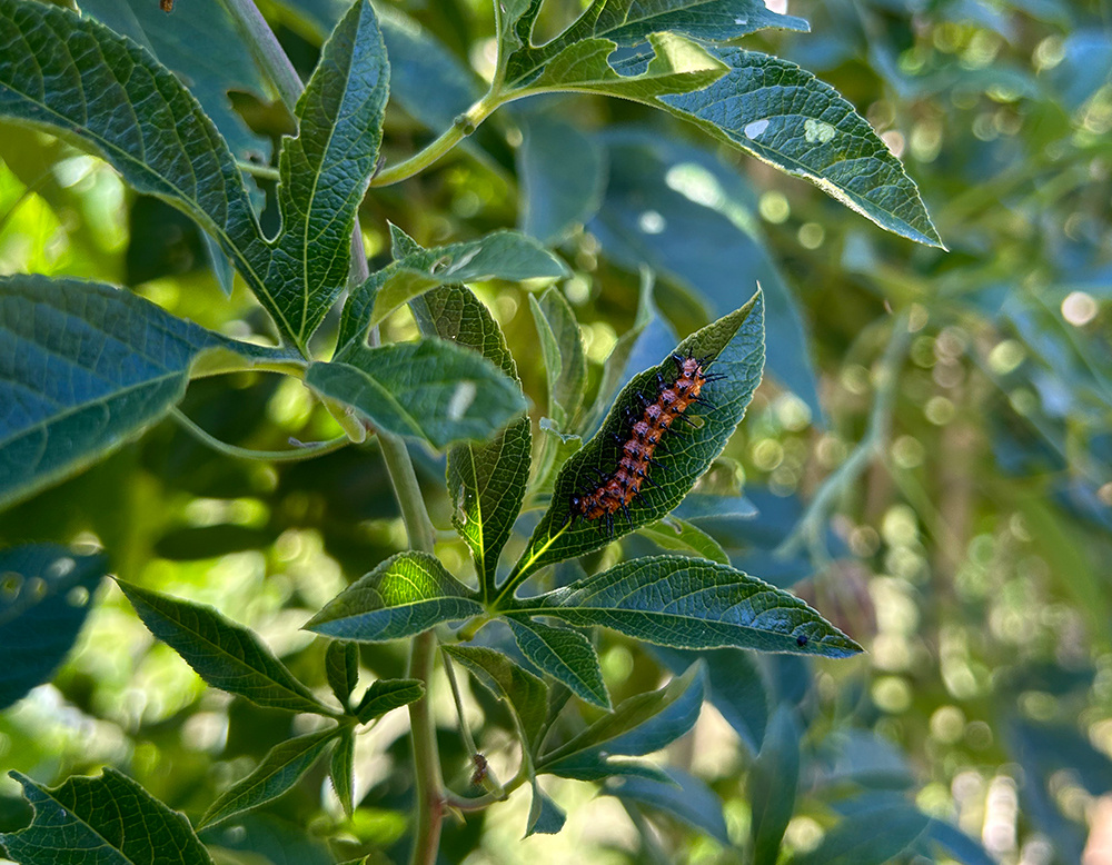 organic-caterpillar-control-gulf-fritillary-caterpillar-web