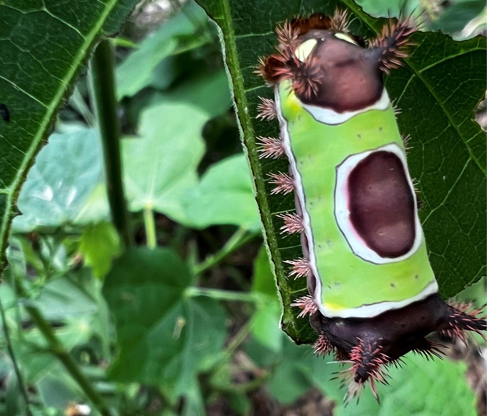 organic-caterpillar-control-saddleback-caterpillar-web