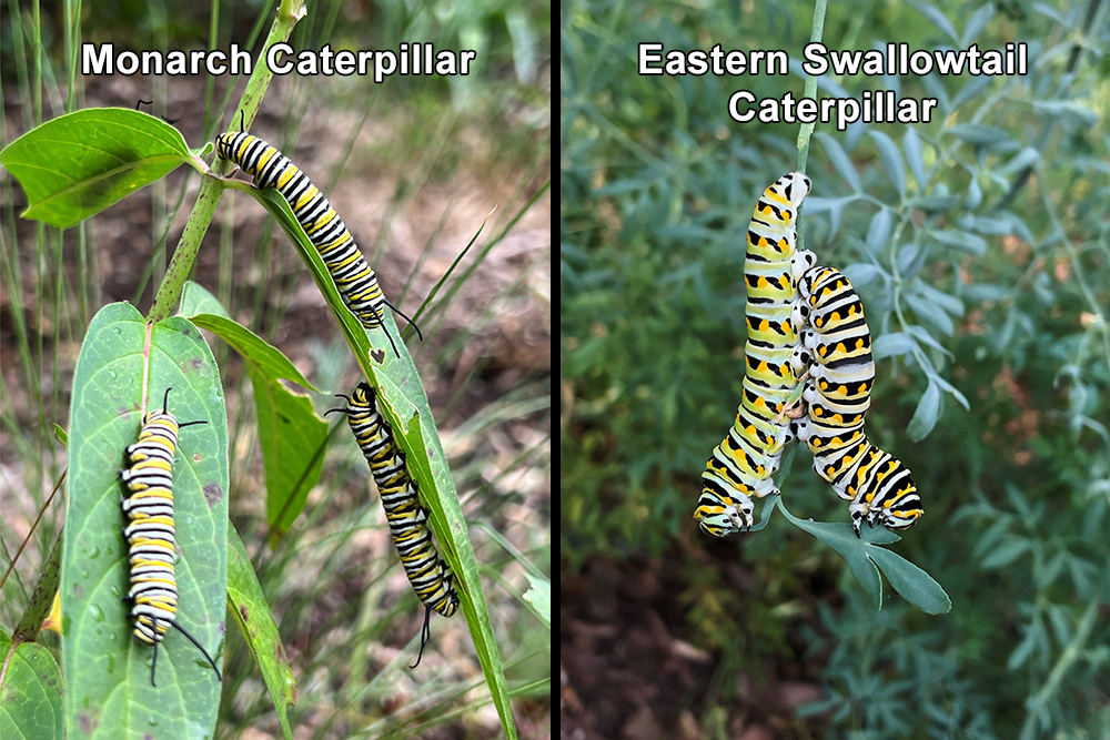 organic-caterpillar-monarch-swallowtail-web