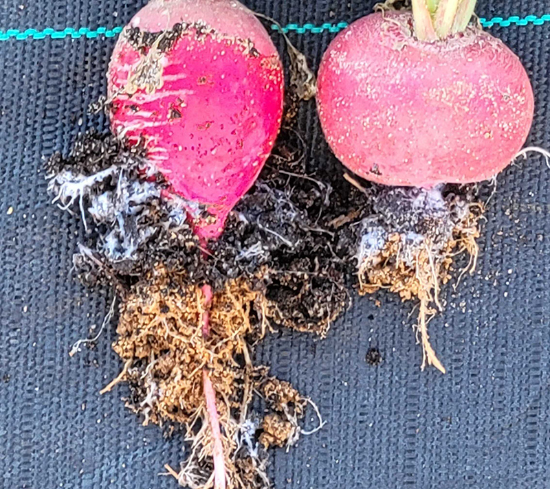 mycorrhizae on radish