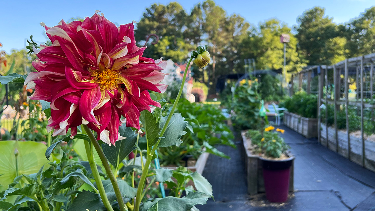 Parker Pastures Soil3 Stories flowers pollinator plants