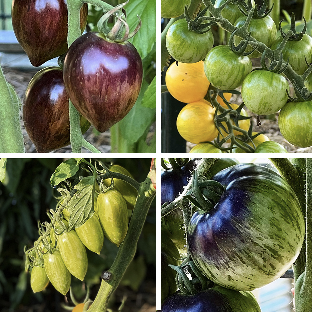 tomatoes_at_ParkerPastures