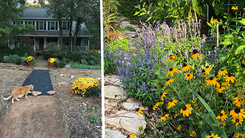 PollockNativePlantGardenBefore&AfterFront