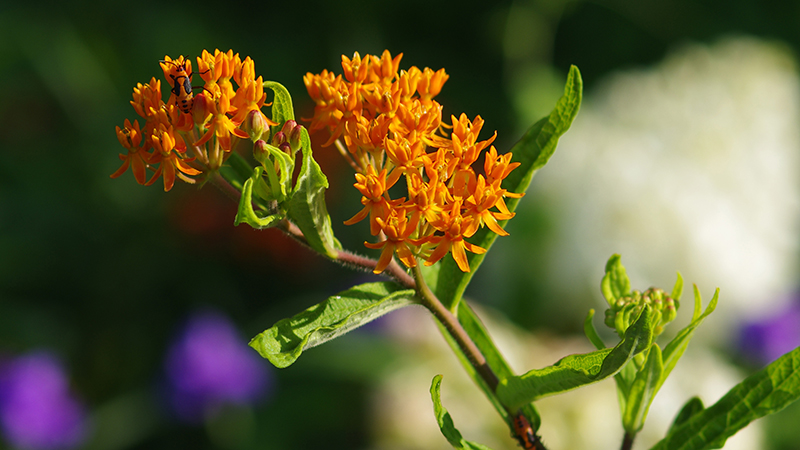 PollockNativePlantGardenButterflyWeed