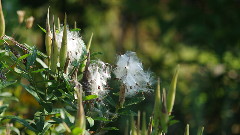 PollockNativePlantGardenMilkweed