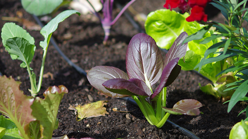 Soil3-Story-Abundance-Snackyard-Backyard5