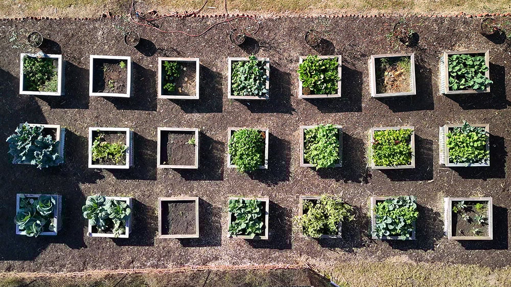 Soil3-Story-Augusta-Locally-Grown3
