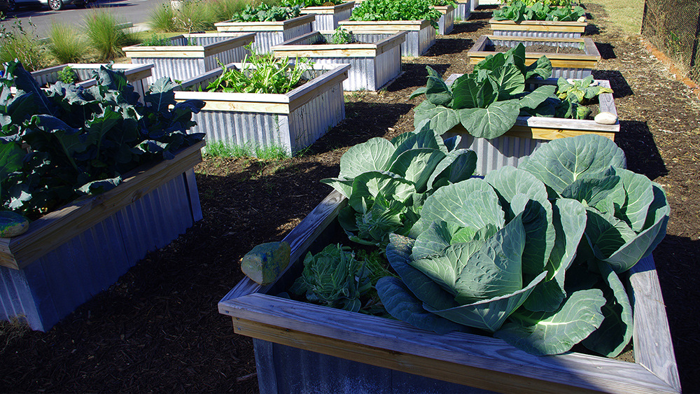 Soil3-Story-Augusta-Locally-Grown4