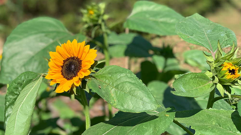 Florals at Jackson Sunflower Procut Horizon web