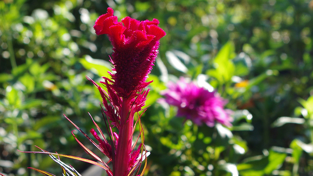 Florals at Jacson Celosia Plume Hi-Z web