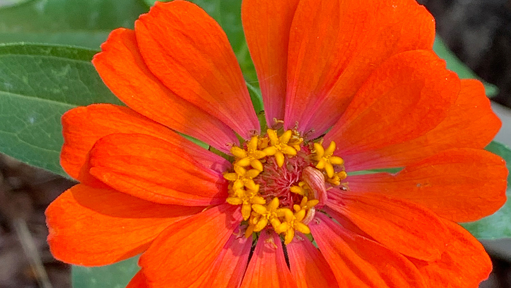 Florals@Jackson Zinnia Benarys Giant Orange web