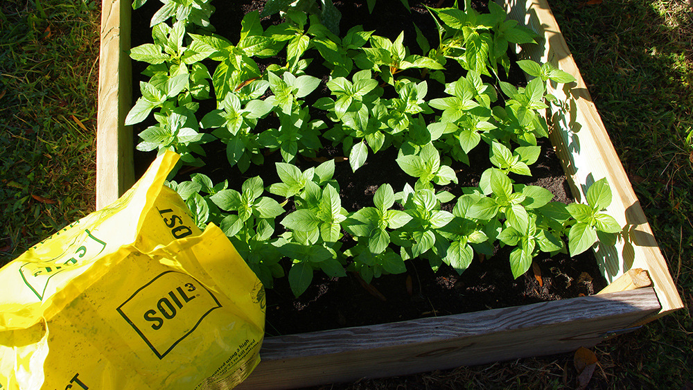florals@jackson zinnia succession planting web