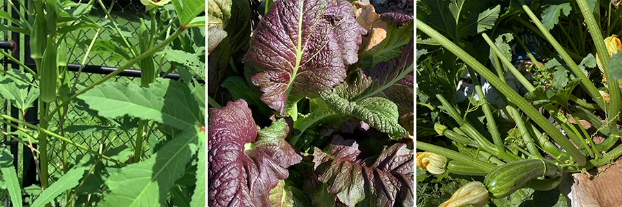 Soil3 compost Community Sprouts Food Donation Gardens6