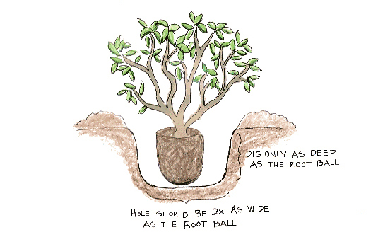 how-to-plant-a-shrub-1b