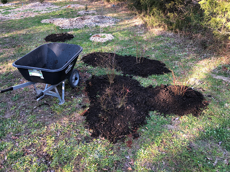 topdressing-trees-and-shrubs-Soil3-compost2