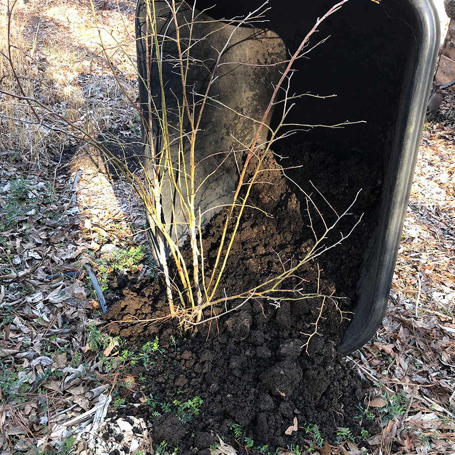 topdressing-trees-and-shrubs-Soil3-compost3