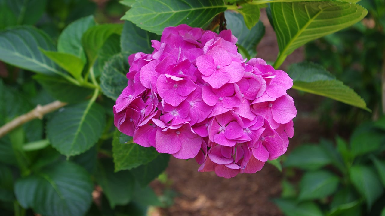 SolidMagenta2Hydrangea