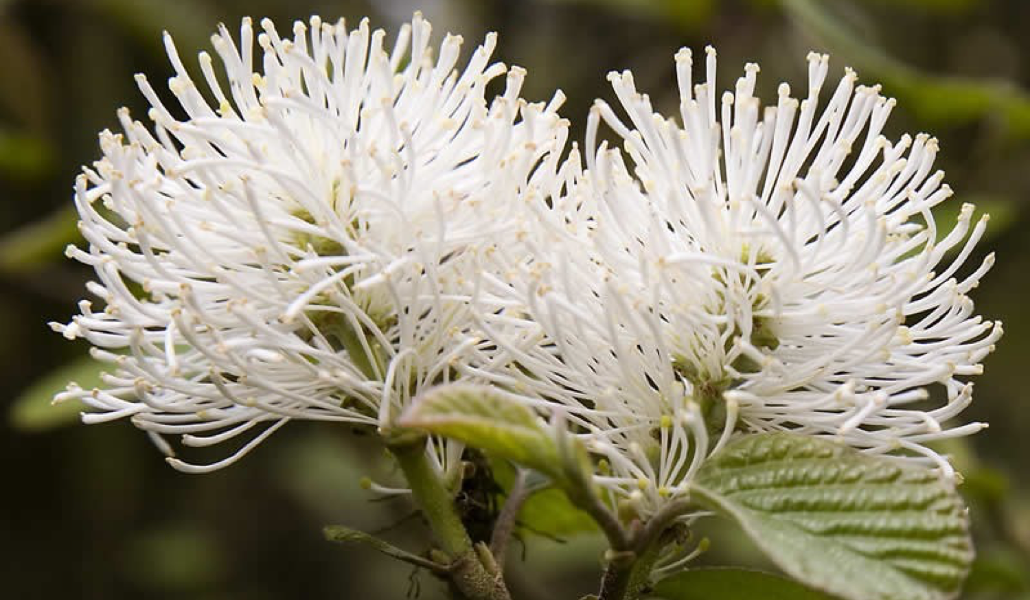 Spring_Fothergilla_Blue Shadow