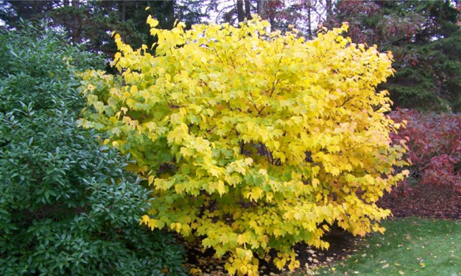 Spring_Lindera benzoin 