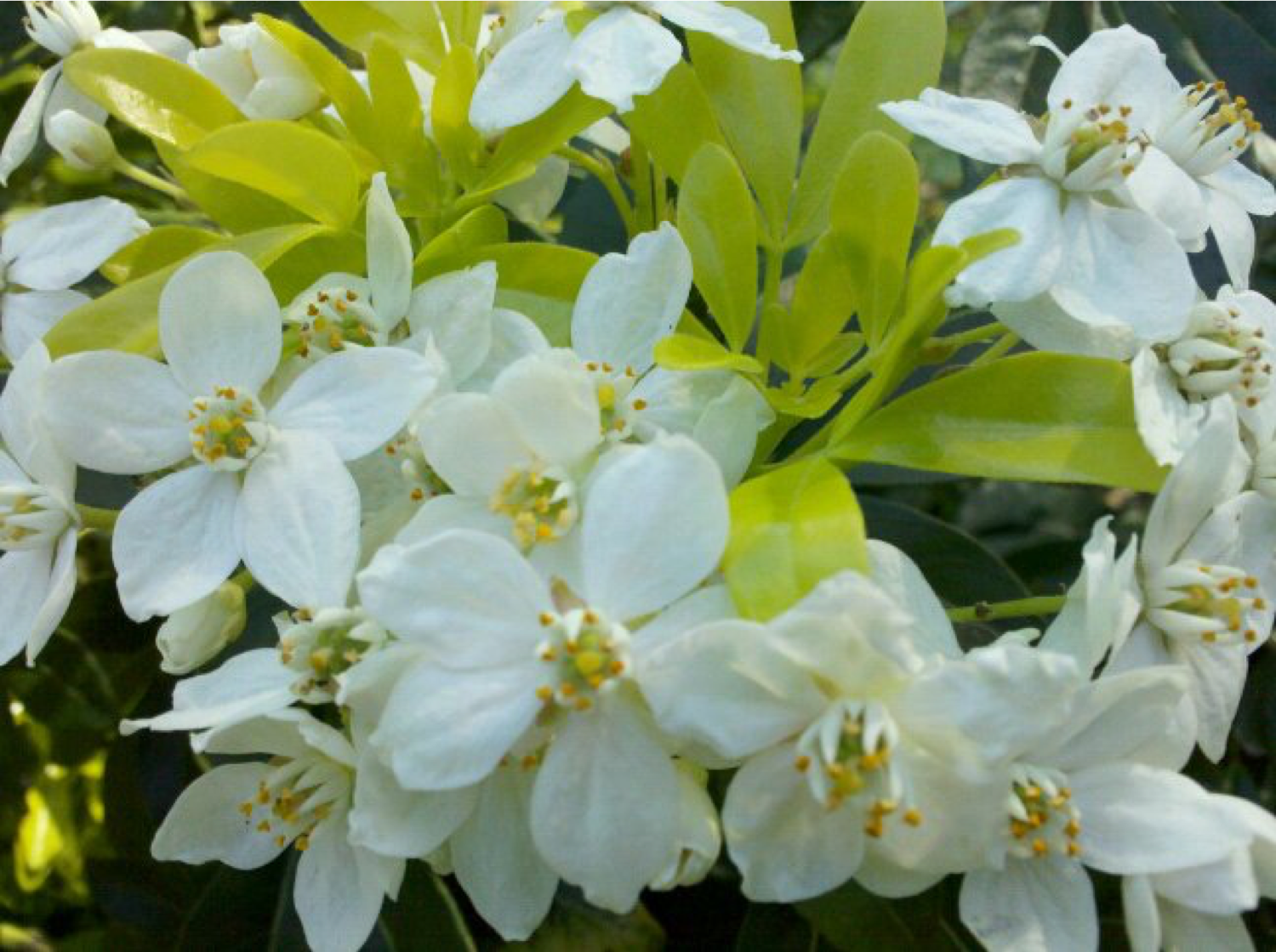 Spring_Choisya_Sundance_2
