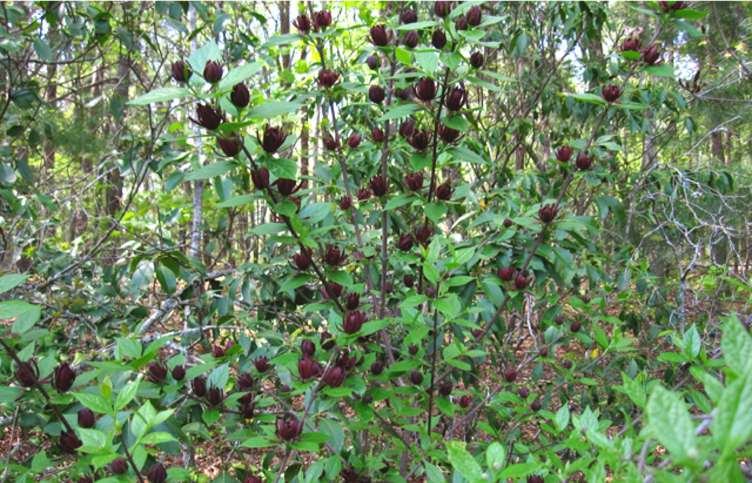 Summer_Calycanthus floridus