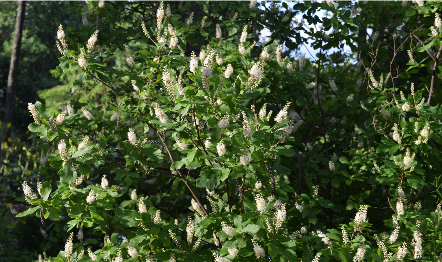 Summer_Clethera alnifolia 