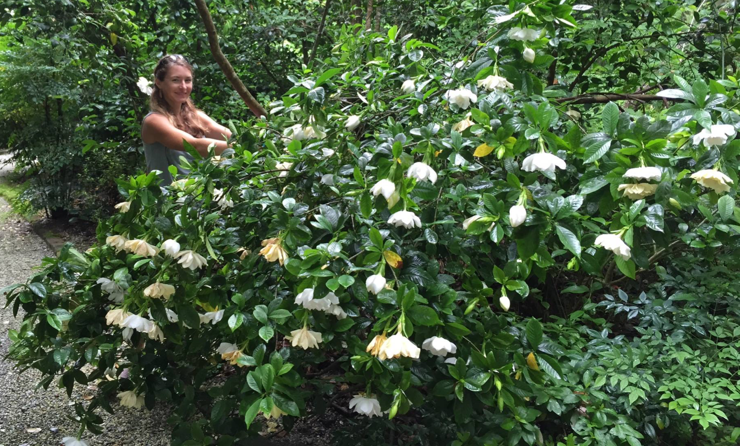Summer_Gardenia jasminoides