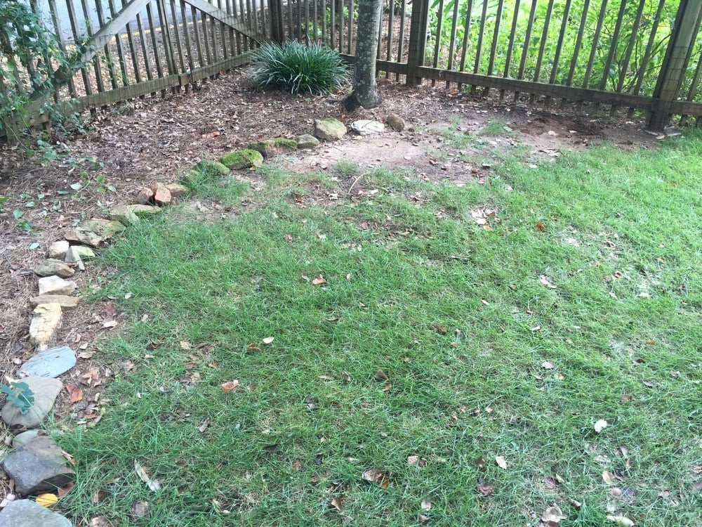 Is Your Yard Too Shady for Lawn Grass?