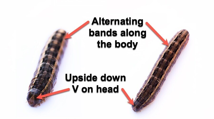 fall-armyworm-caterpillar