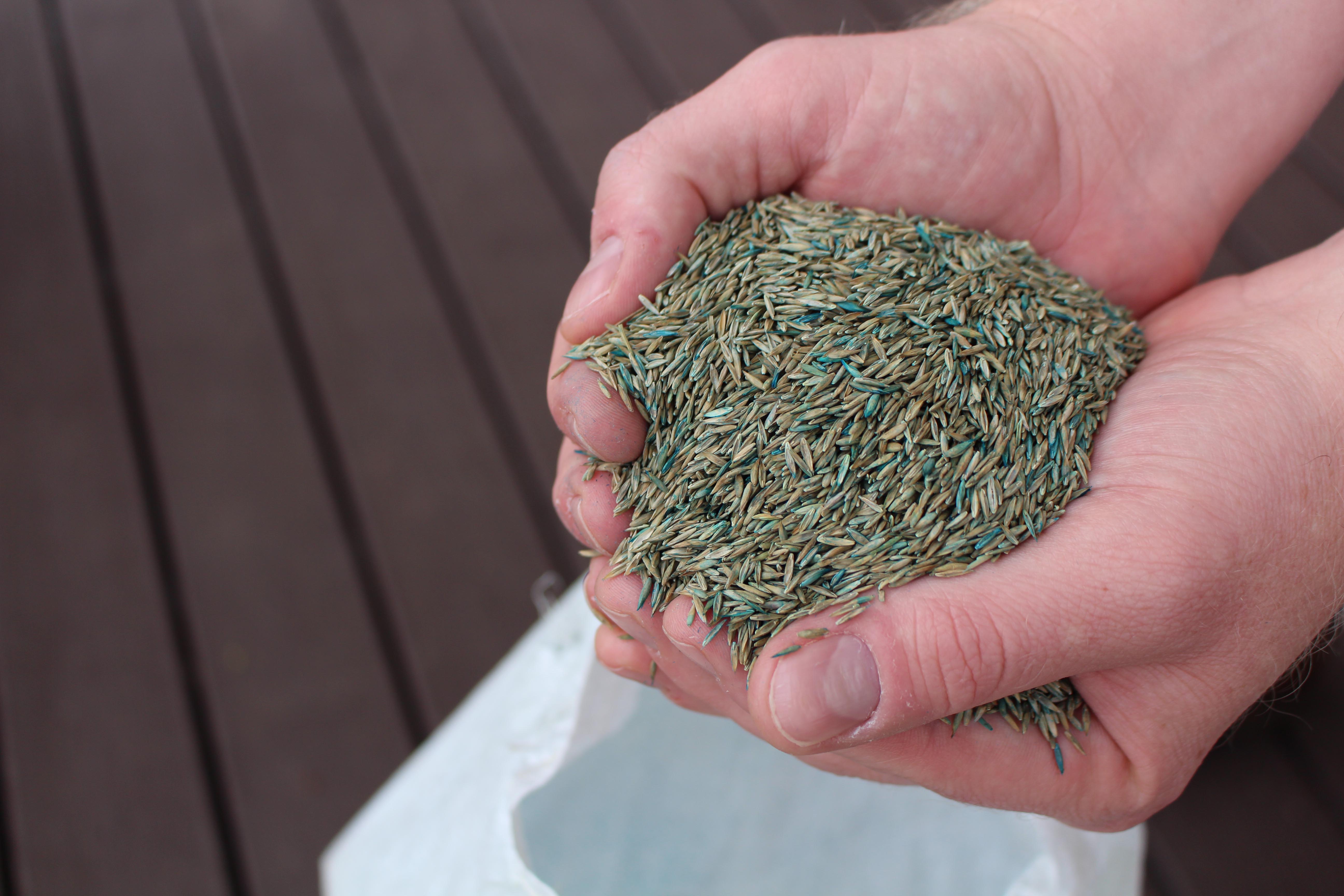 Qualities to Look for when Buying Fescue Seed